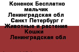 Коненок Бесплатно, мальчик - Ленинградская обл., Санкт-Петербург г. Животные и растения » Кошки   . Ленинградская обл.